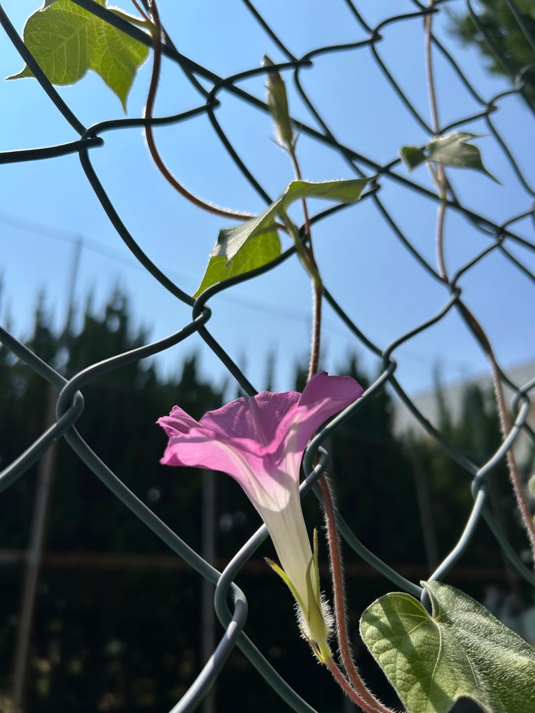 学校生活の写真