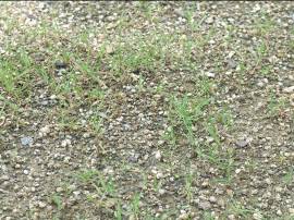 近くで見ると芝生化区域全体に芝生が見られるようになってきているのがわかる写真