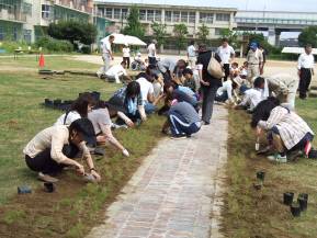 レンガの小道を挟んで左右に分かれてポット苗を植えている6年生の児童と保護者・地域の方々の写真