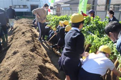 庭窪小学校の生徒の皆さんが守口大根の植えられた畑に集まり、大根の収穫をしている様子の写真