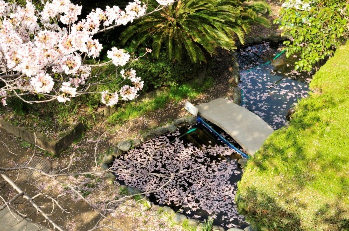桜の花が咲いており、ピンク色の桜の花びらが落ちて綺麗に浮かんでいる佐太小学校の池の写真
