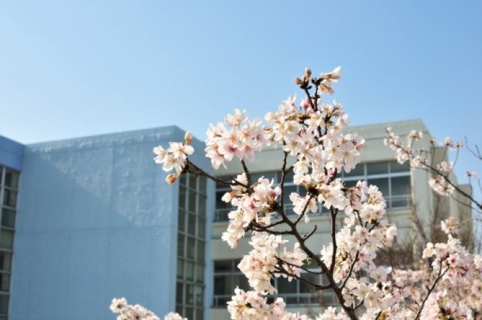 遠くには校舎が映り、薄ピンク色の桜の花が満開にさいている佐太小学校の桜の写真