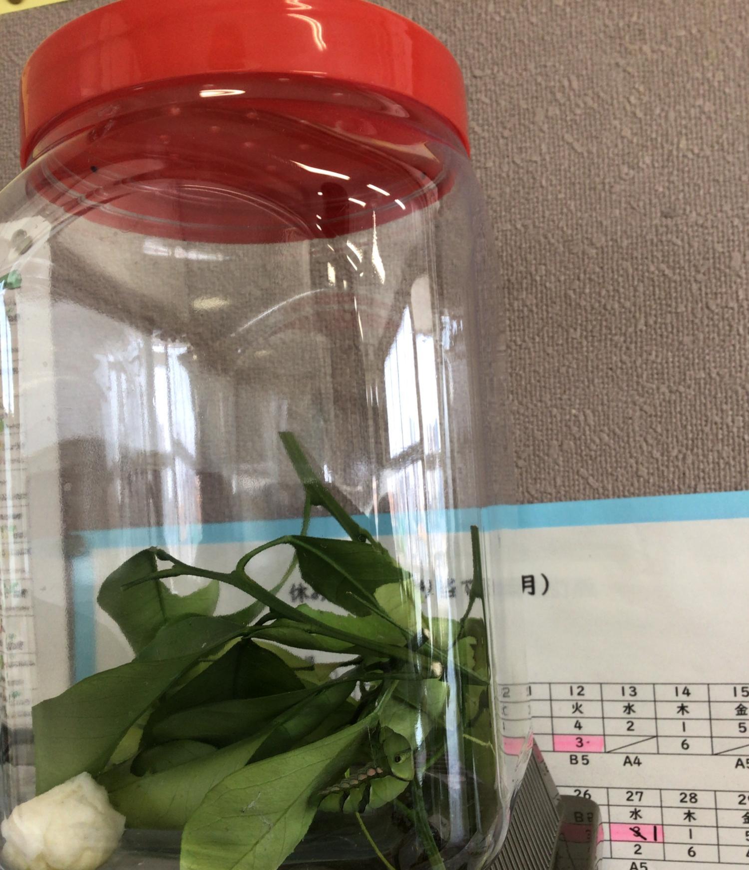 学校生活の写真