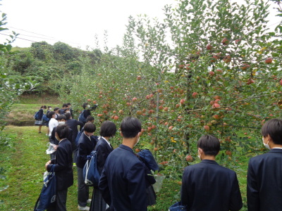 木に生っているリンゴを取っている生徒たちの写真