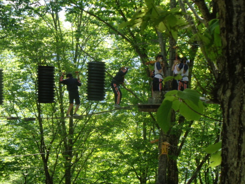 木々の間に設置された足場を目指して、不安定なアスレチックを進んでいる学生たちの写真