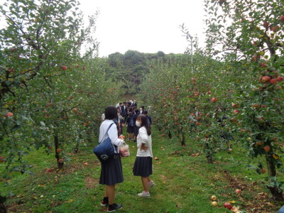 りんご農園の中でリンゴの入った袋を手に下げて話をしている女子生徒の写真