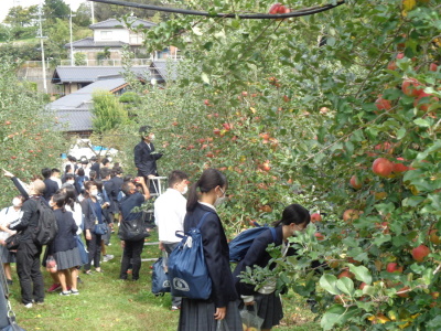 両脇に連なって植えられた木に多くのりんごが実っており、生徒たちがりんごを眺めたり収穫している様子の写真