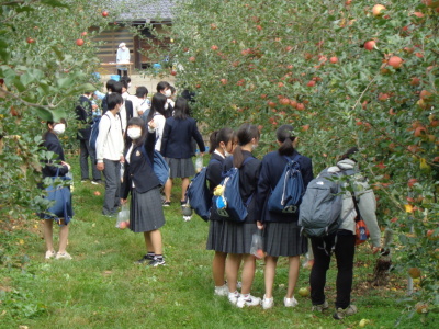 りんごが生い茂る農園を散策している生徒たちの写真