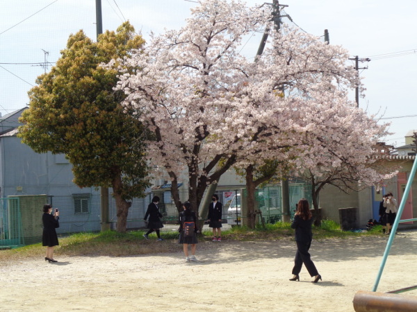 満開の桜の花が立つ木の下で保護者に写真を撮ってもらっている新入生の写真