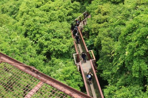 木々の間の橋を一列になり歩いている学生の様子を上から写している写真