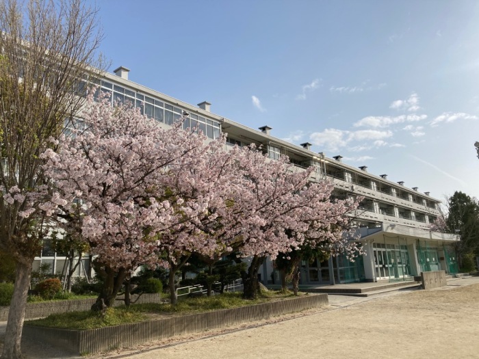満開の桜の花が咲く季節に梶中学校の4階建ての校舎を左斜めから撮影した写真