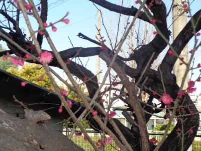 ピンク色に咲き始めた梅の花弁をアップで撮影した写真
