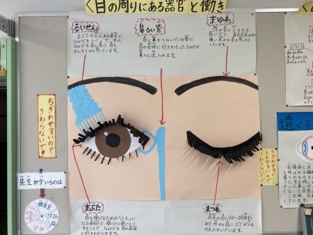 目の周りにある器官と働きについての説明が大きな模造紙に書かれて説明されている掲示板の写真