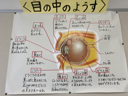 目のようすについて、目の造りの説明画を使って部分ごとに説明されている掲示板の写真