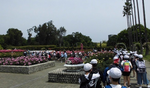ピンク色のバラの花が綺麗に咲いている植物園を2列に並んで歩いている児童たちの写真
