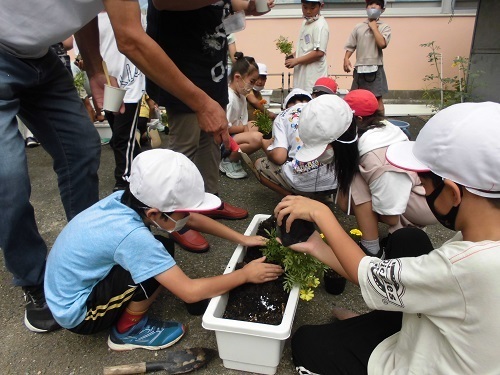 男性に教わりながらプランターにマリーゴールドの苗を植えている児童の写真