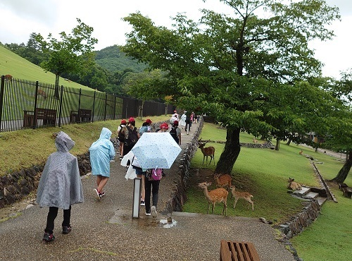 公園内をレインコートを着たり傘を差して歩きながら近寄ってきた鹿を見ている児童の後ろ姿の写真