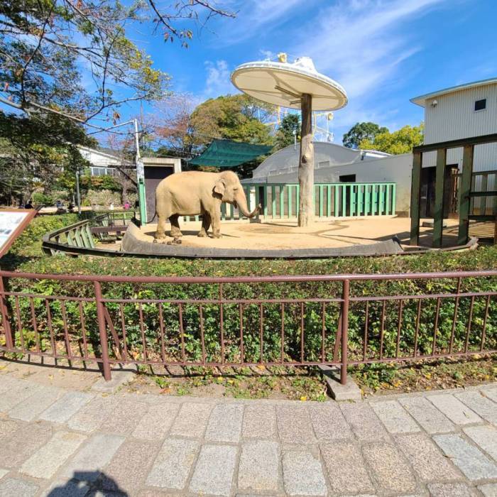 柵の中にある土の地面の上を一頭の象が歩いている写真
