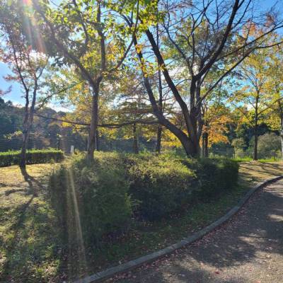 青空の下で緑の葉がついた木が並んでいる公園の様子を写している写真