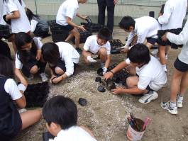 下島小学校の6年生児童が地面にしゃがみ込み、補植用の苗を作っている写真