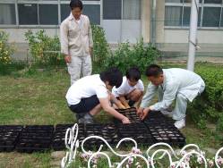 種まきし終えたポット苗を、三人で協力しながらプラスティック製の苗置き場に置いている姿を撮った写真