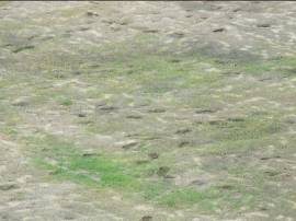 芝生化する区画に蒔かれた種が発芽し、遠くから見ても緑色になっているのが確認できる写真
