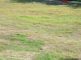 マダラに生い茂っている芝生が見受けられる芝生化区画の一部を写した写真
