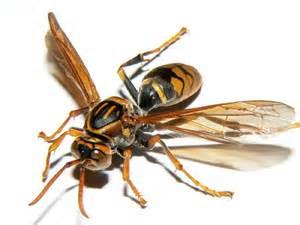 白い背景にうつぶせの状態で羽を広げているアシナガバチの写真