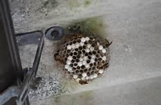 コンクリートの天井に張り付いた灰色のアシナガバチの巣の写真