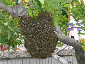 屋外の木の枝に垂れ下がるカーテンのような形のミツバチの巣の写真