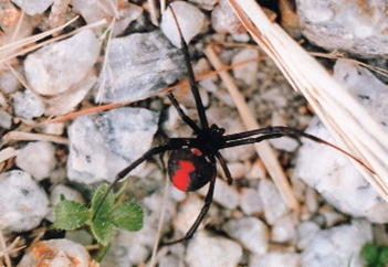 黒い胴体に砂時計型の赤い模様が入ったセアカゴケグモのメスの写真
