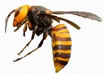 白い背景に横向きの状態で足を畳み横たわるスズメバチの写真