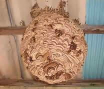 木製の天井に張り付いている縞模様のスズメバチの巣の写真