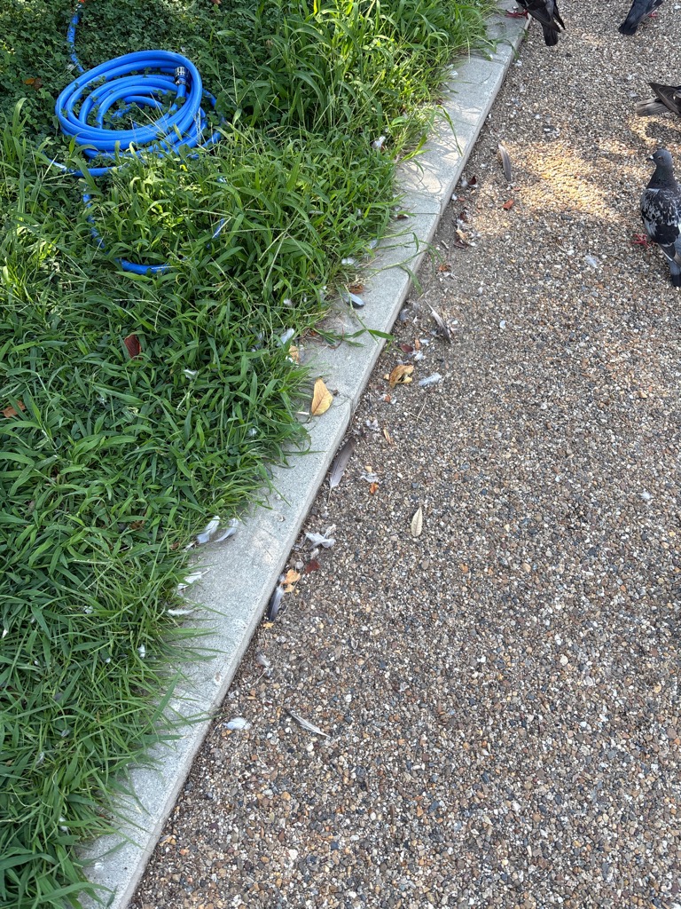 飛散した羽毛