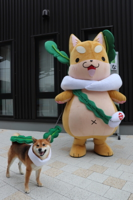 もり吉と柴犬りゅう君の写真