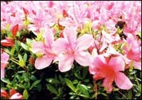 ピンク色のさつきの花がたくさん咲いている写真