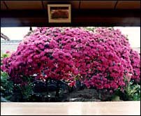 濃ゆいピンク色をした妙楽寺のつつじの写真